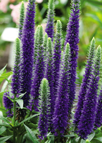 Veronica spicata 'Ulster Blue Dwarf'